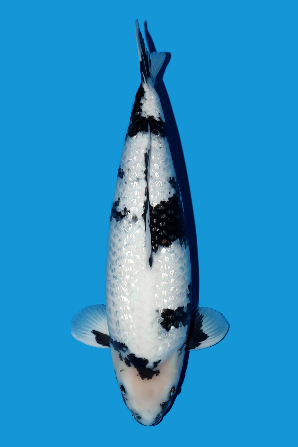 Juara 1