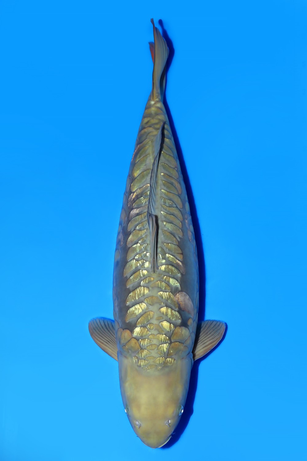 Juara 3