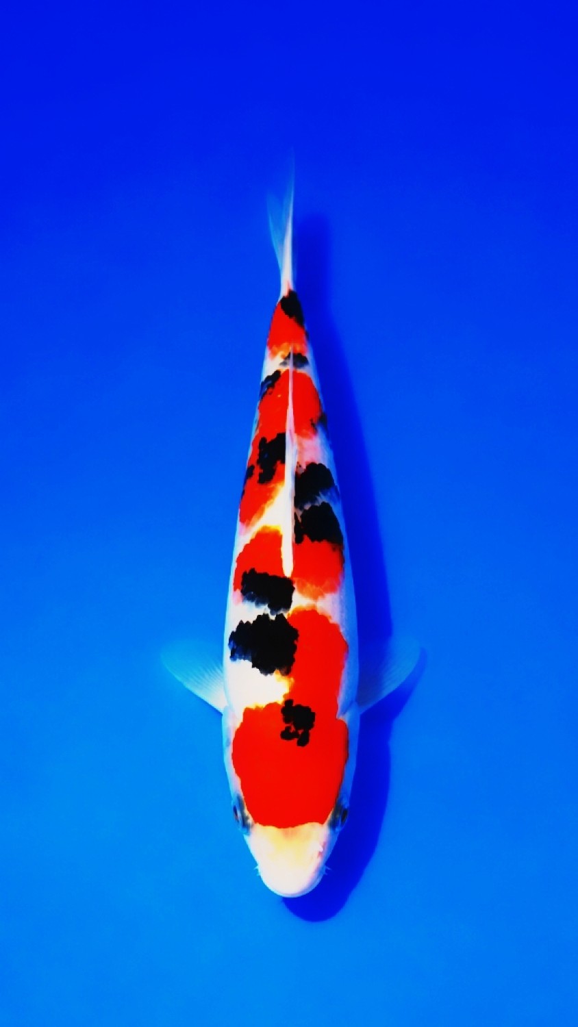 Juara 5