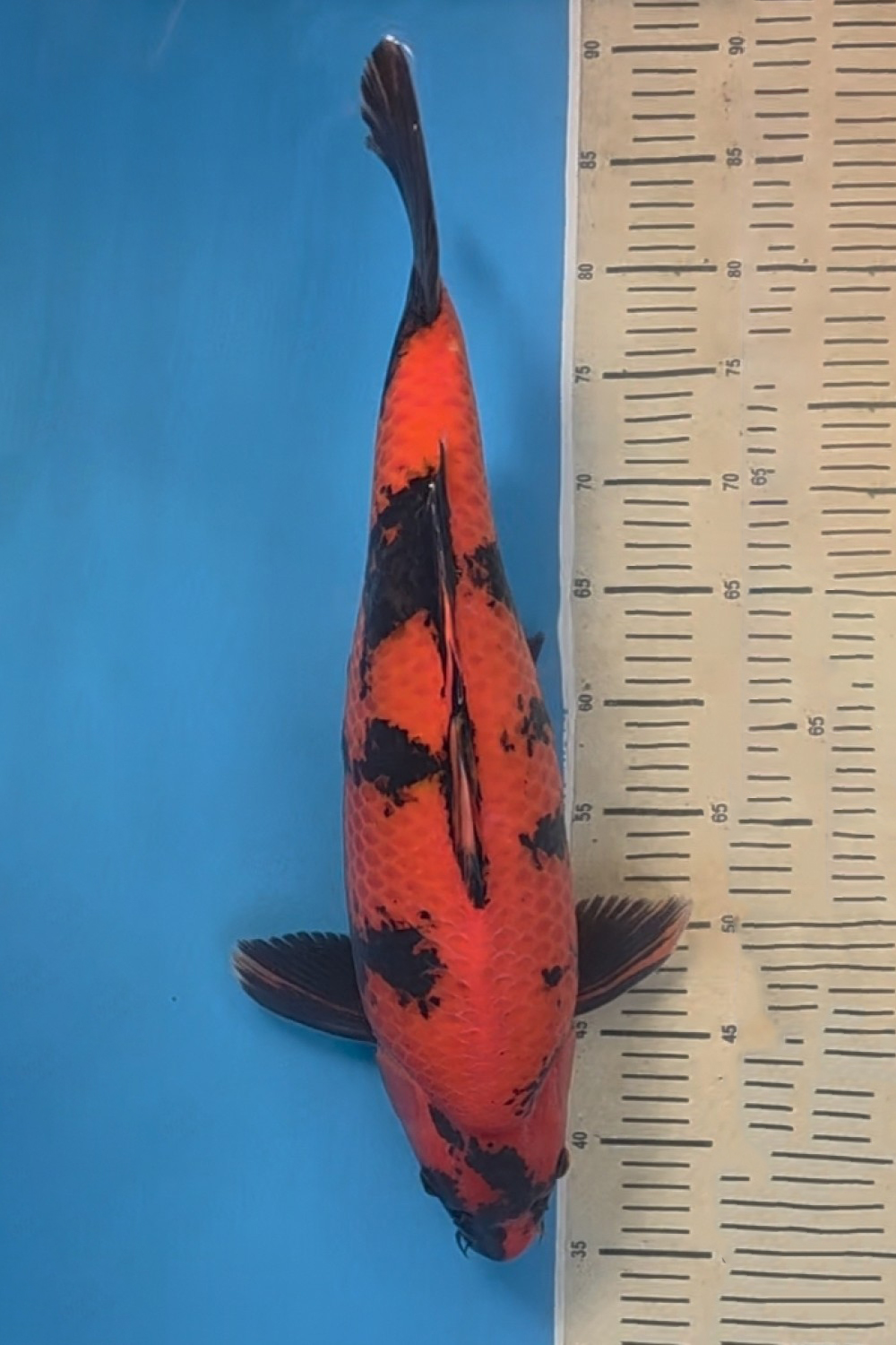 Juara 2