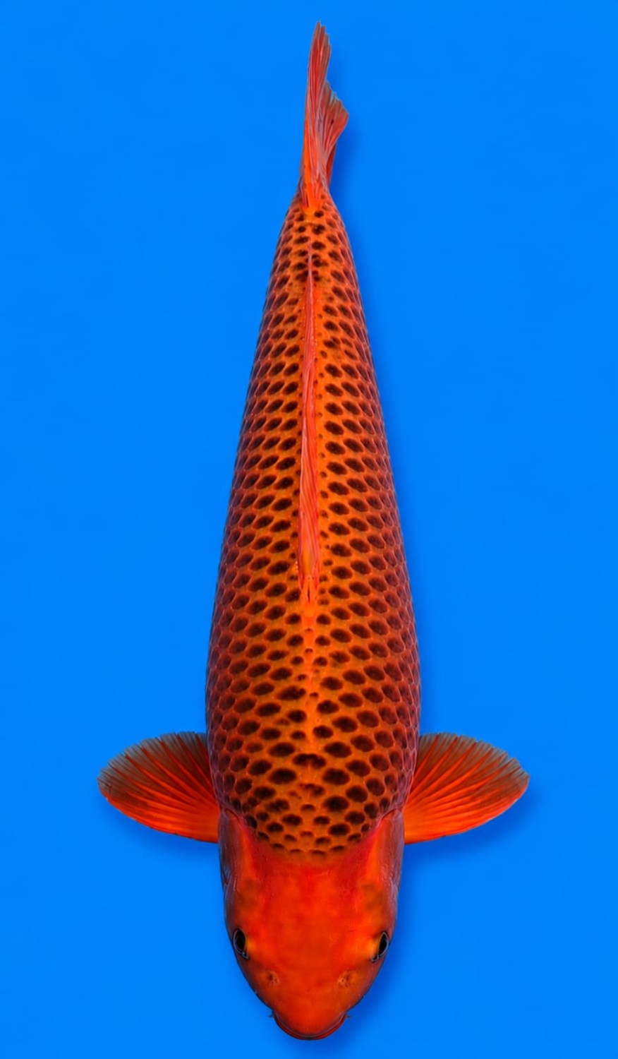 Juara 1