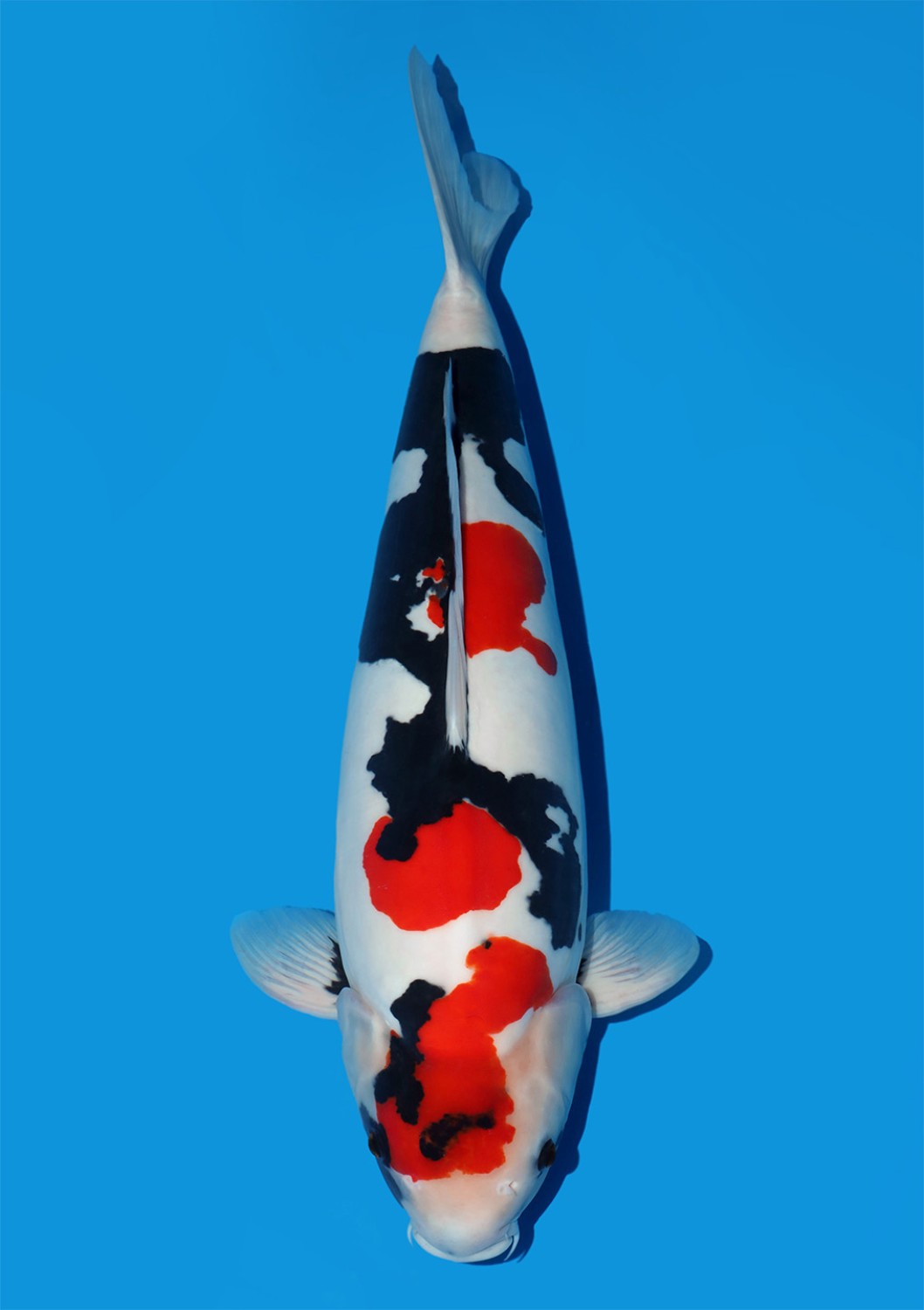 Ikan Koi Doitsu
