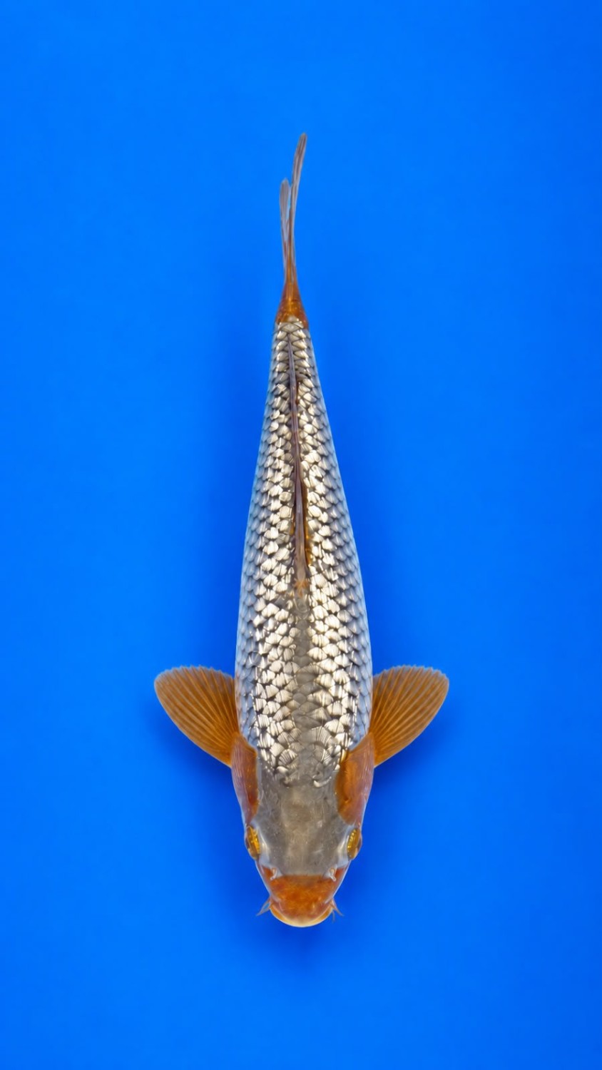 Best In Size C 26 - 30 cm