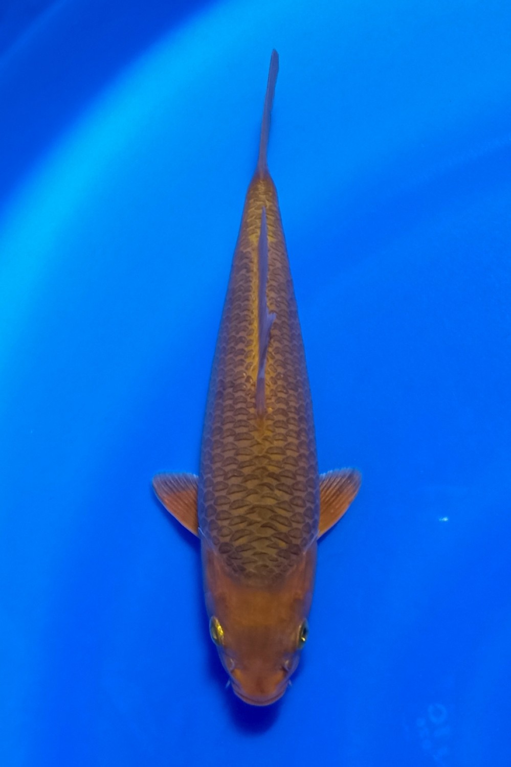 Juara 1