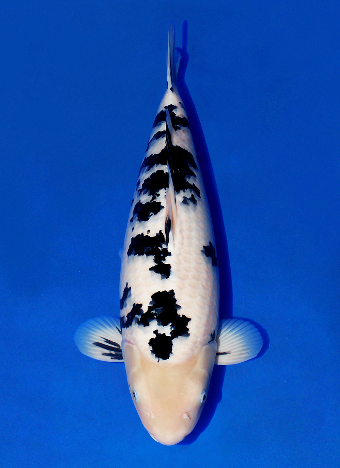 Juara 2