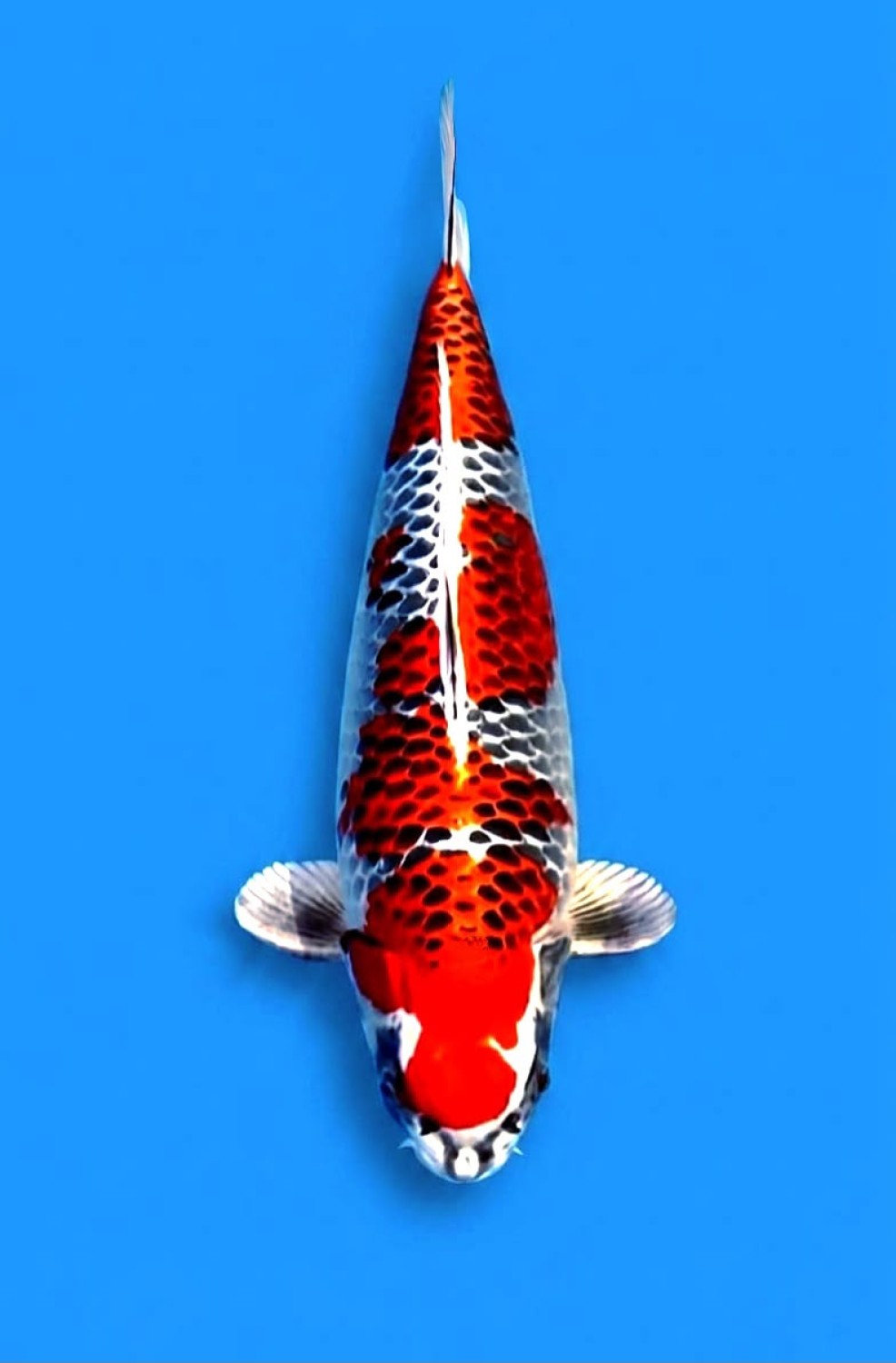 Juara 1