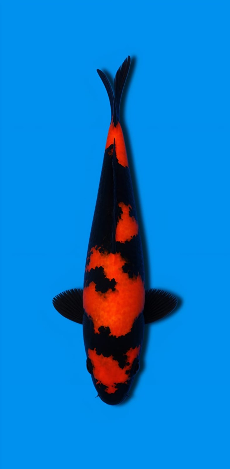 Best In Size D 16 - 20 cm