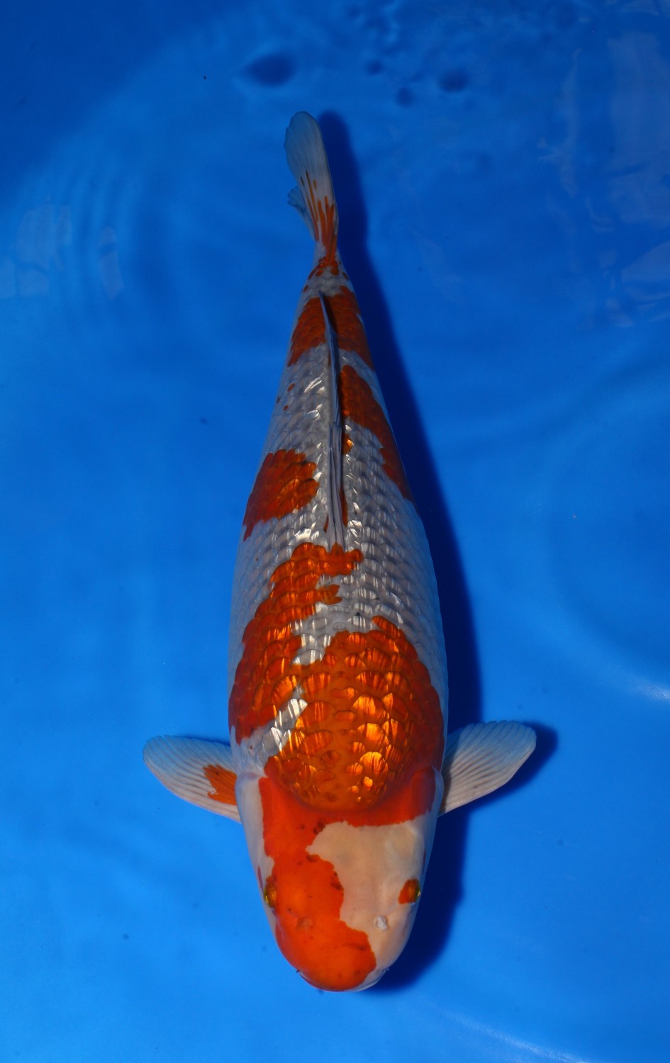 Adult Champion 2 C