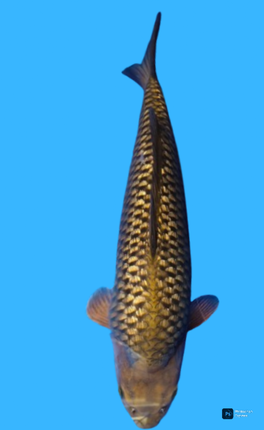 Ikan Koi Kinginrin C