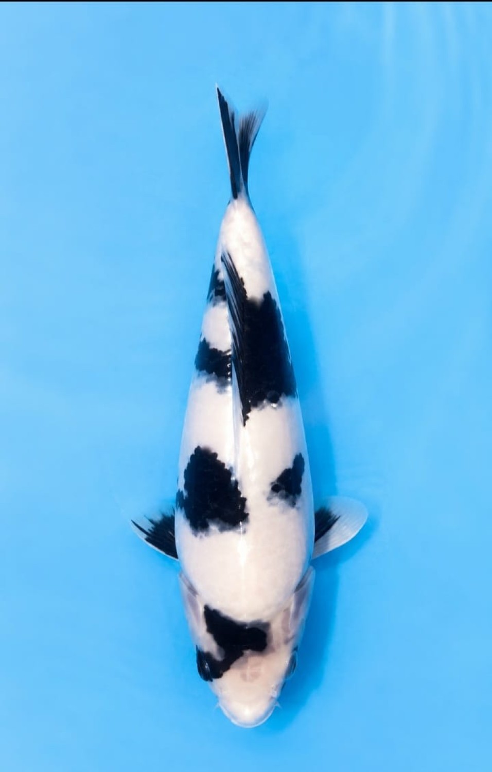 Juara 1