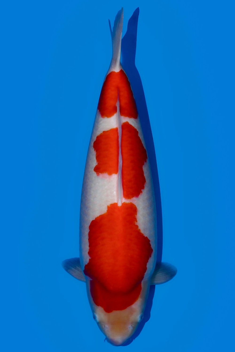 Best In Size A 51 - 55 cm