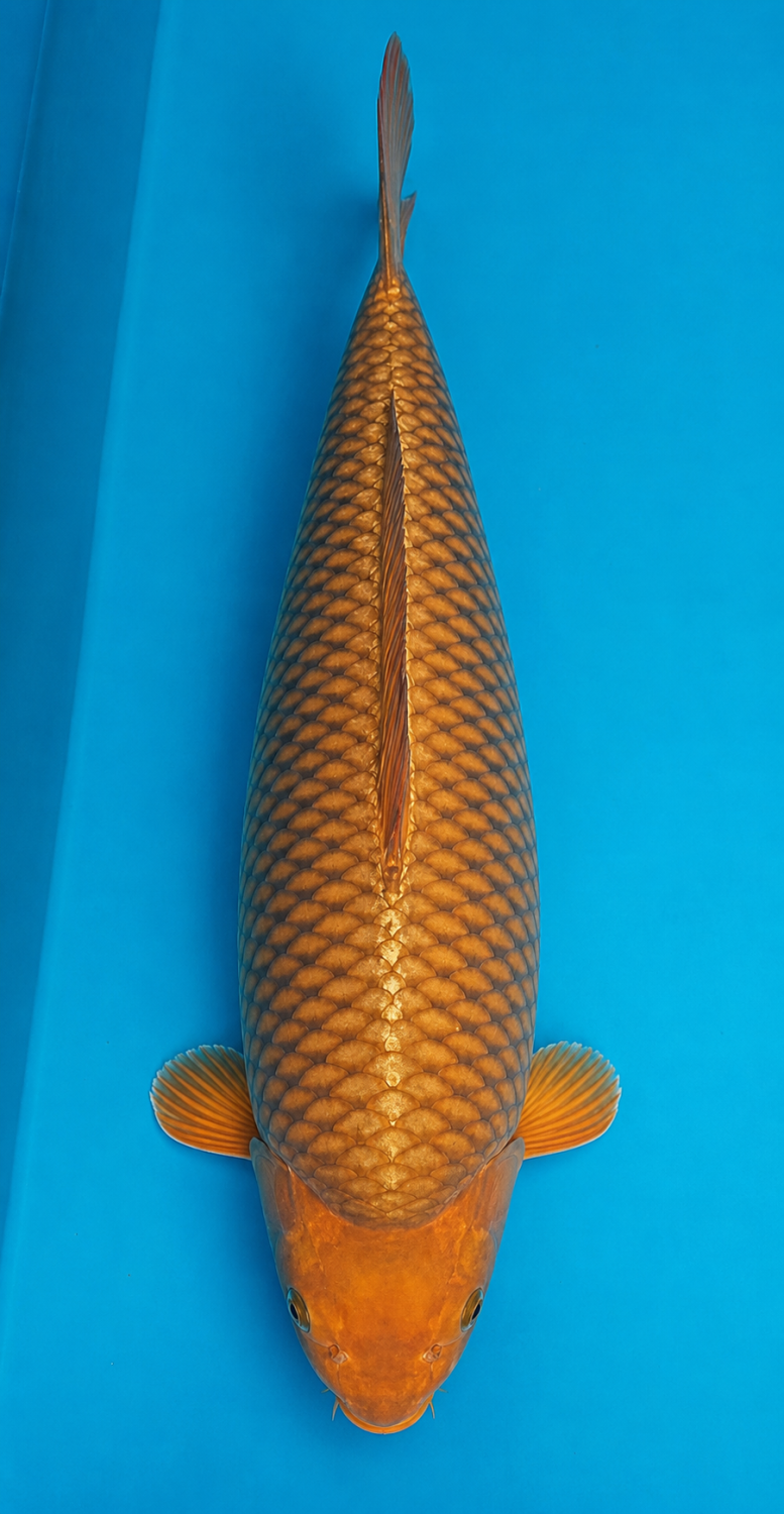 Juara 4