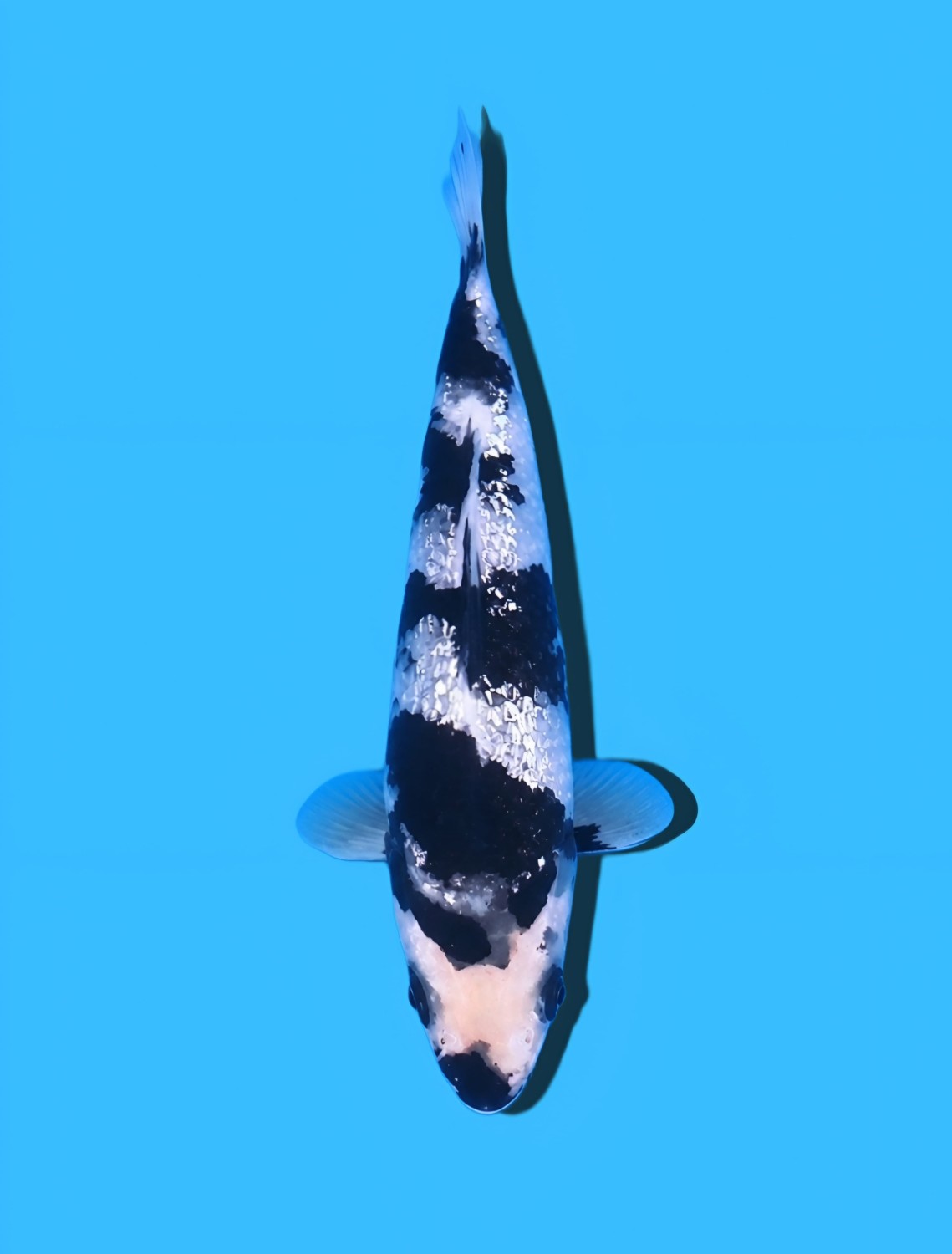 Juara 4