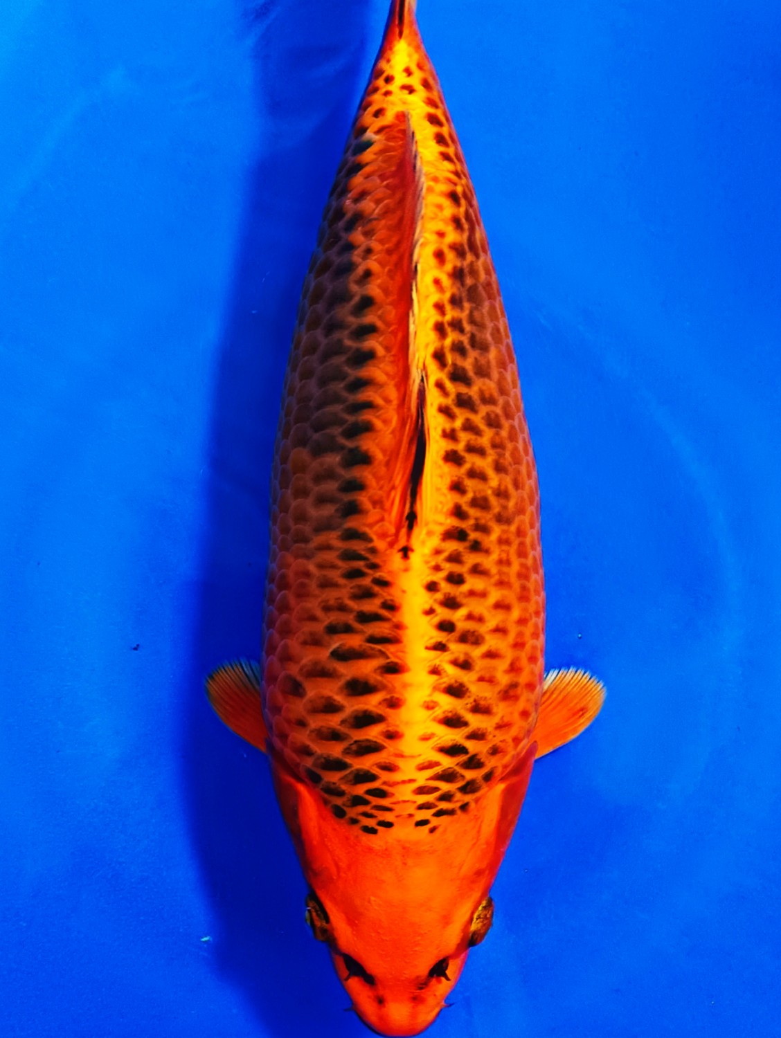 Juara 4