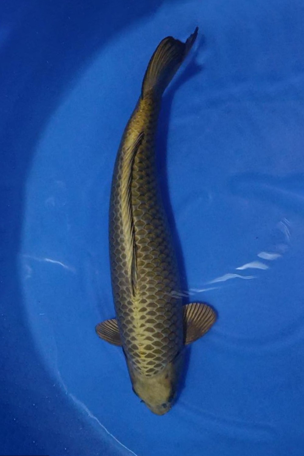 Juara 1