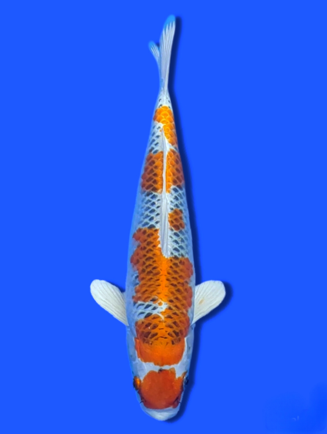 Juara 1