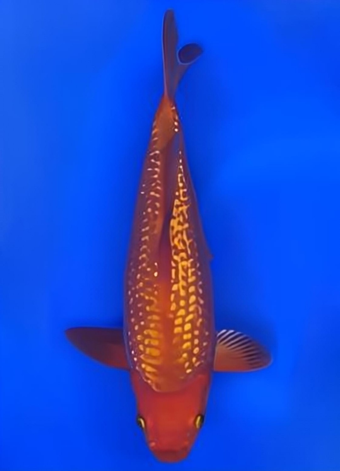 Best In Size E 41 - 45 cm