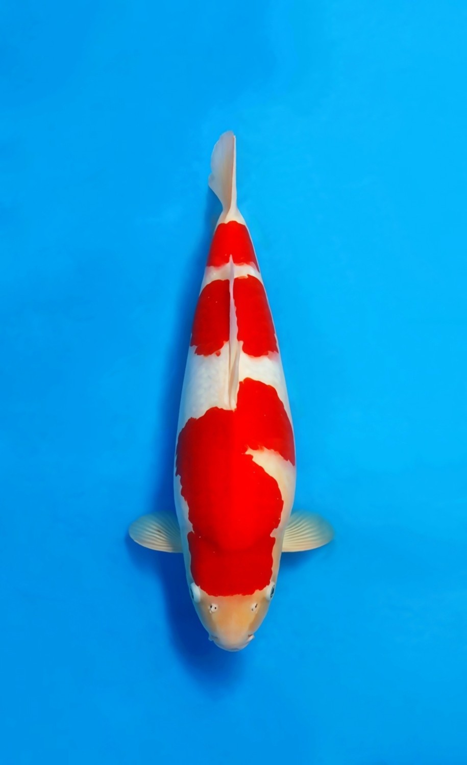 Best In Size A 41 - 45 cm