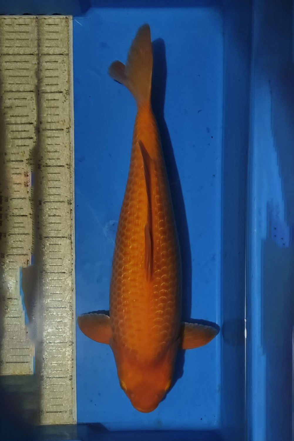 Best In Size E 46 - 50 cm