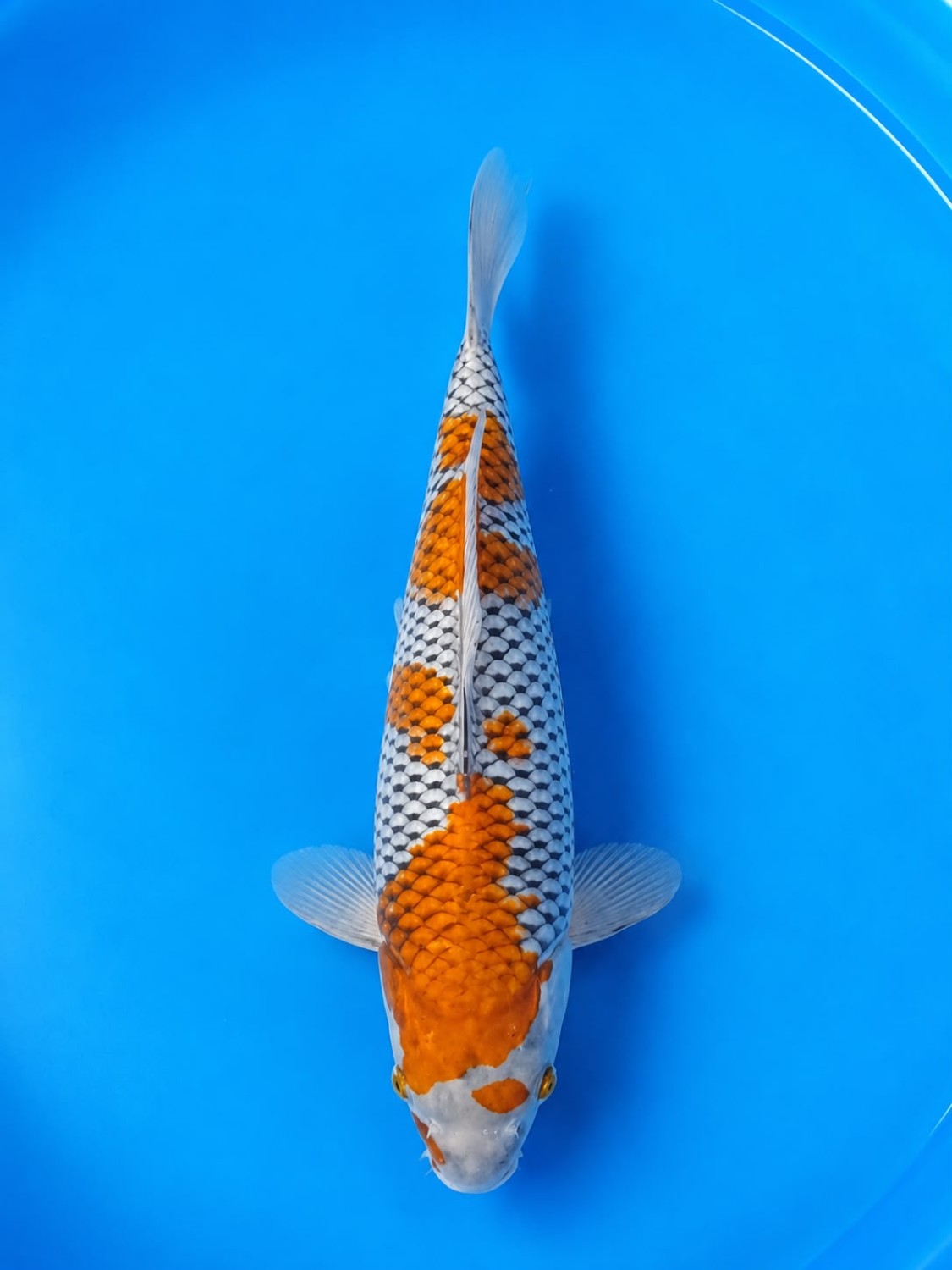 Juara 1