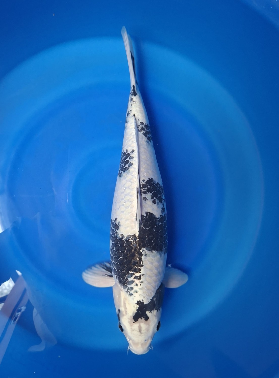 Best In Size D 51 - 55 cm