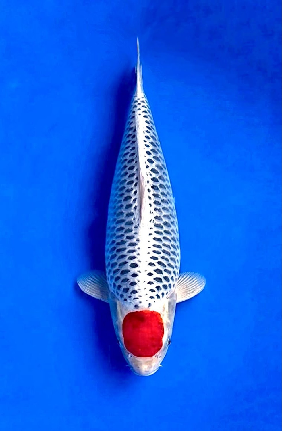 Juara 2