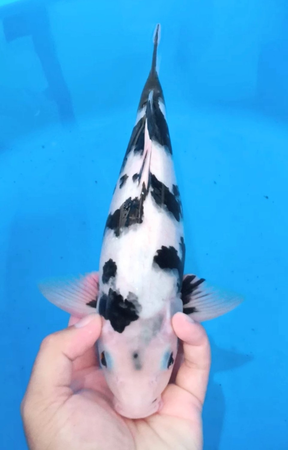 Ikan Koi Shiro Utsuri