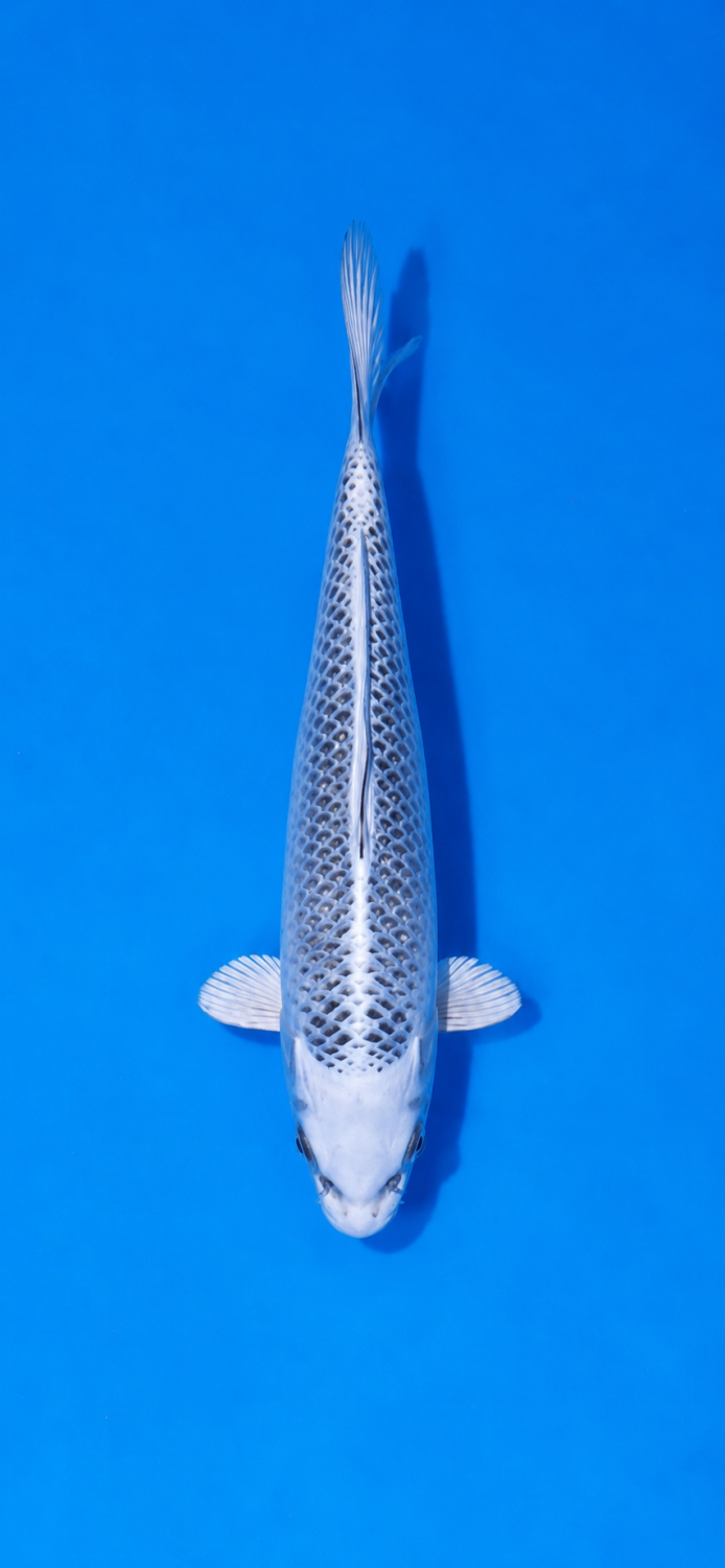 Juara 3