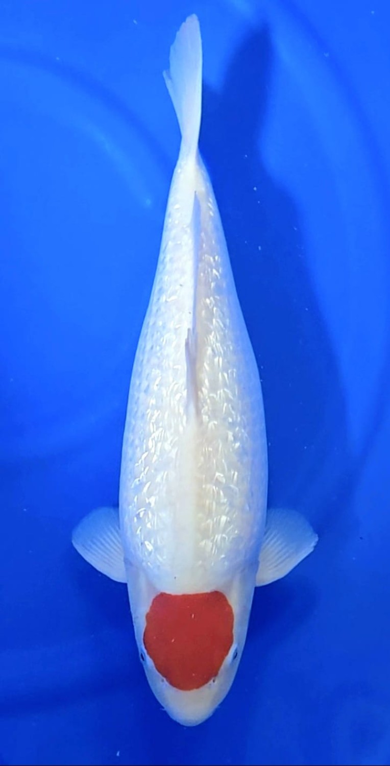 Best In Size C 51 - 55 cm