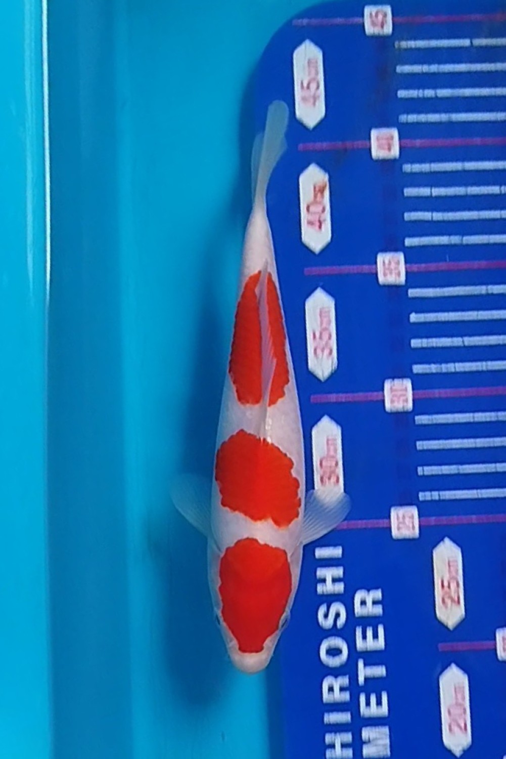 Juara 4
