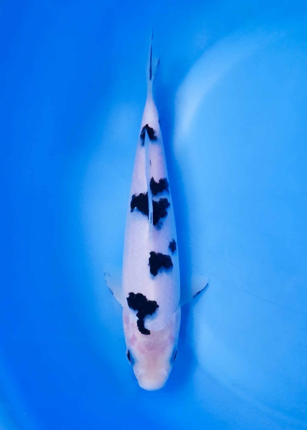 Juara 1