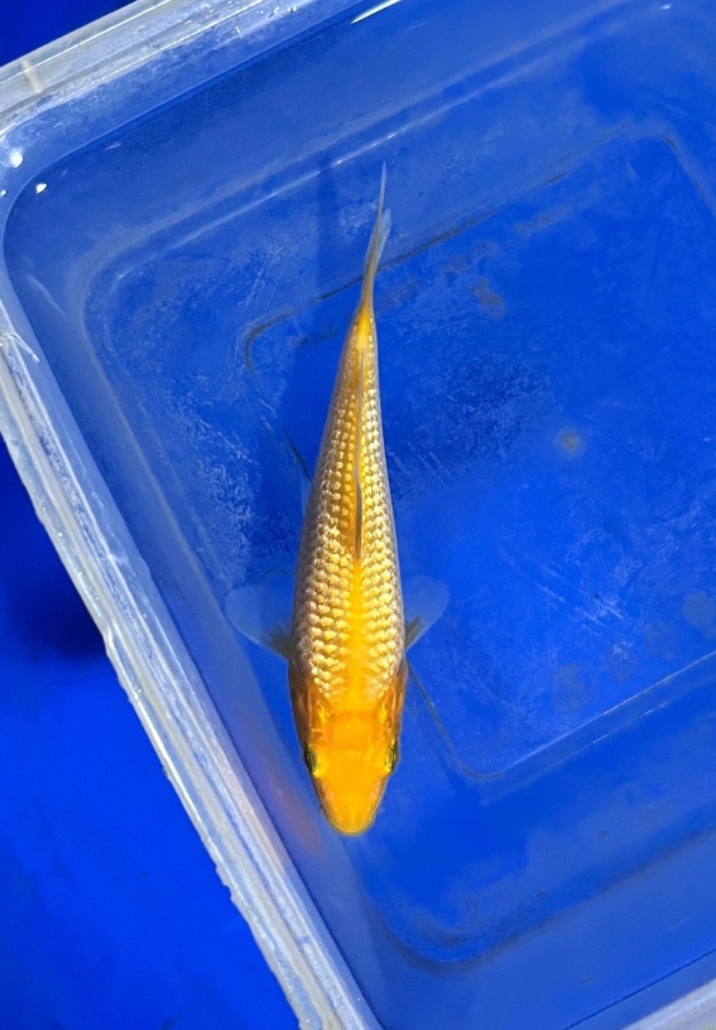 Juara 1