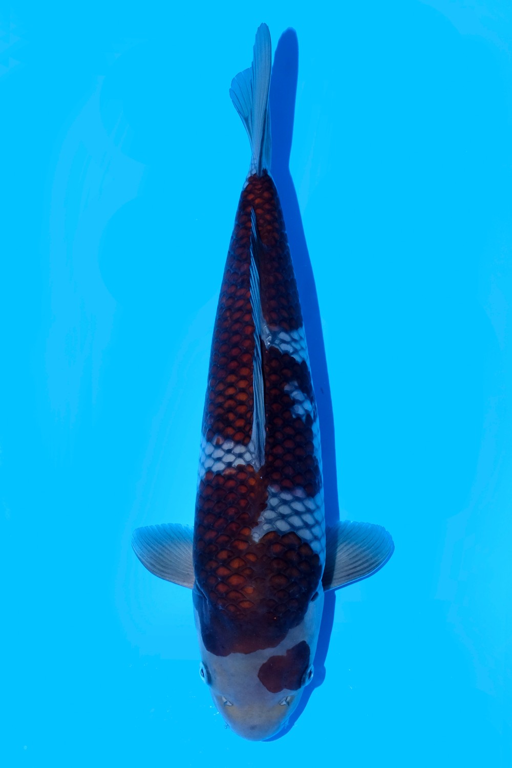 Juara 1