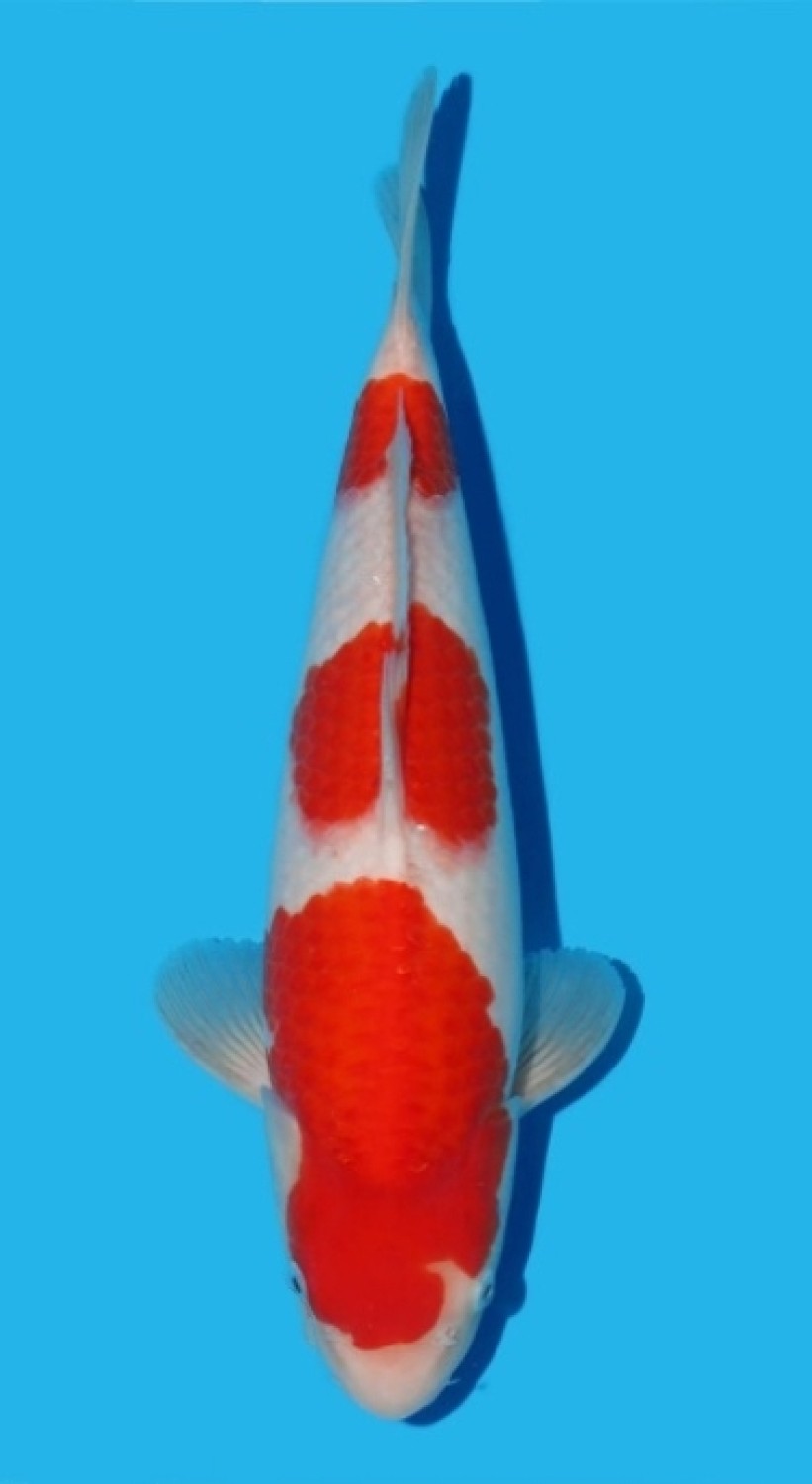Ikan Koi Kohaku