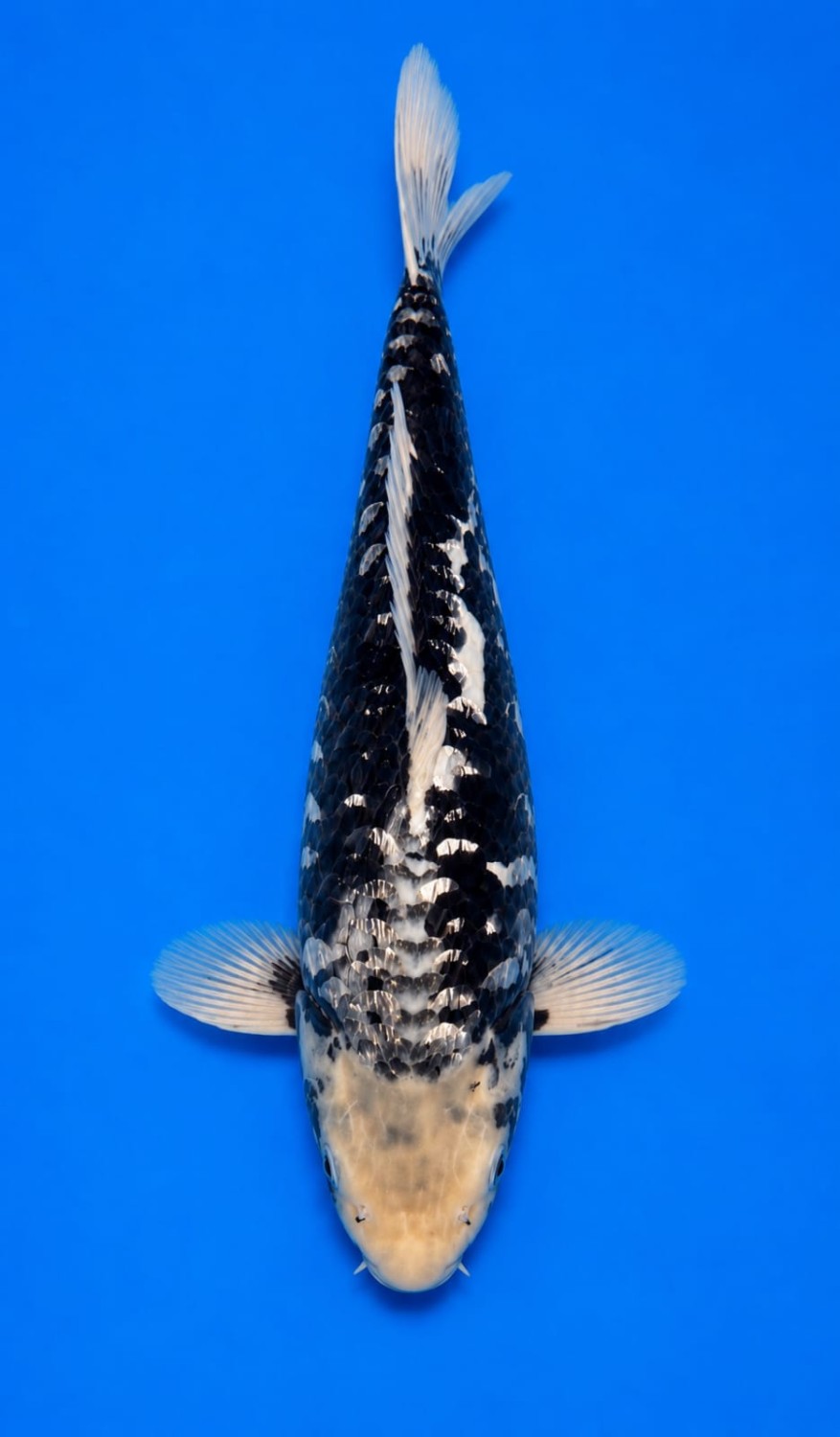 Juara 1
