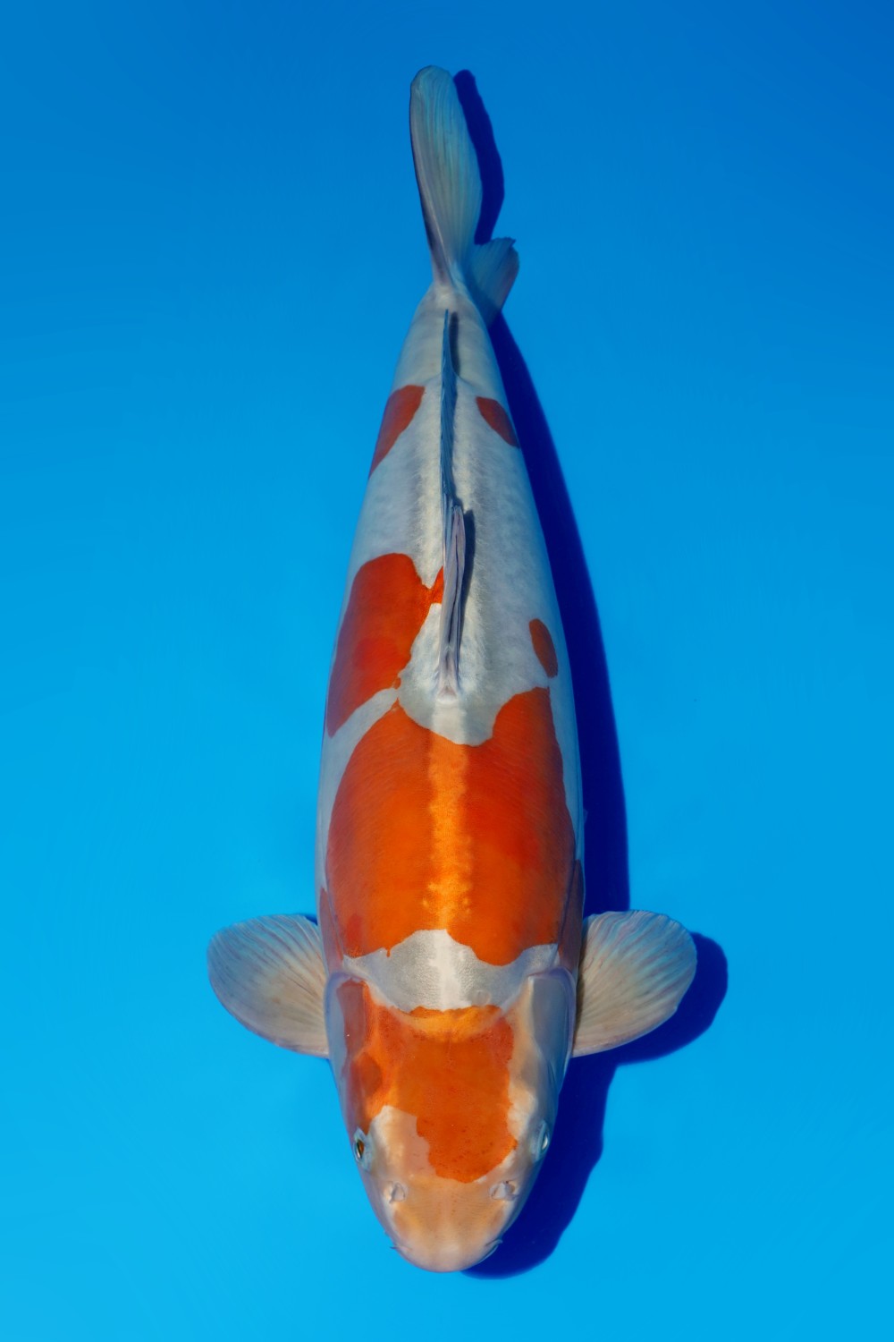 Juara 1