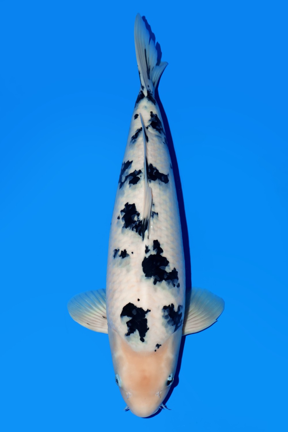 Juara 1