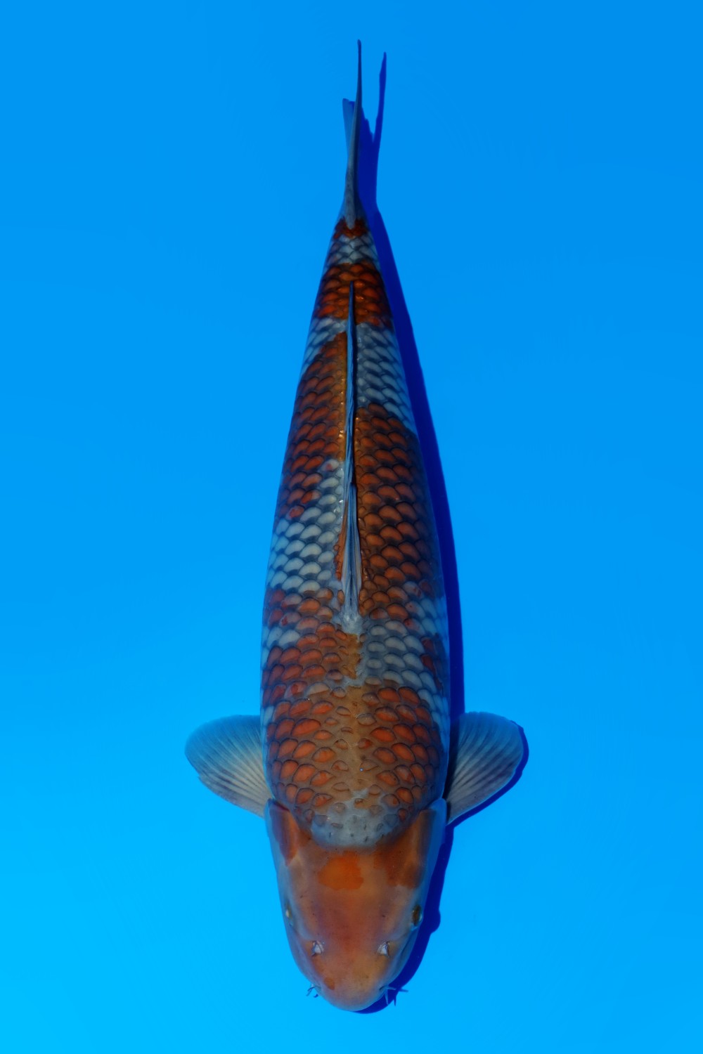 Juara 2
