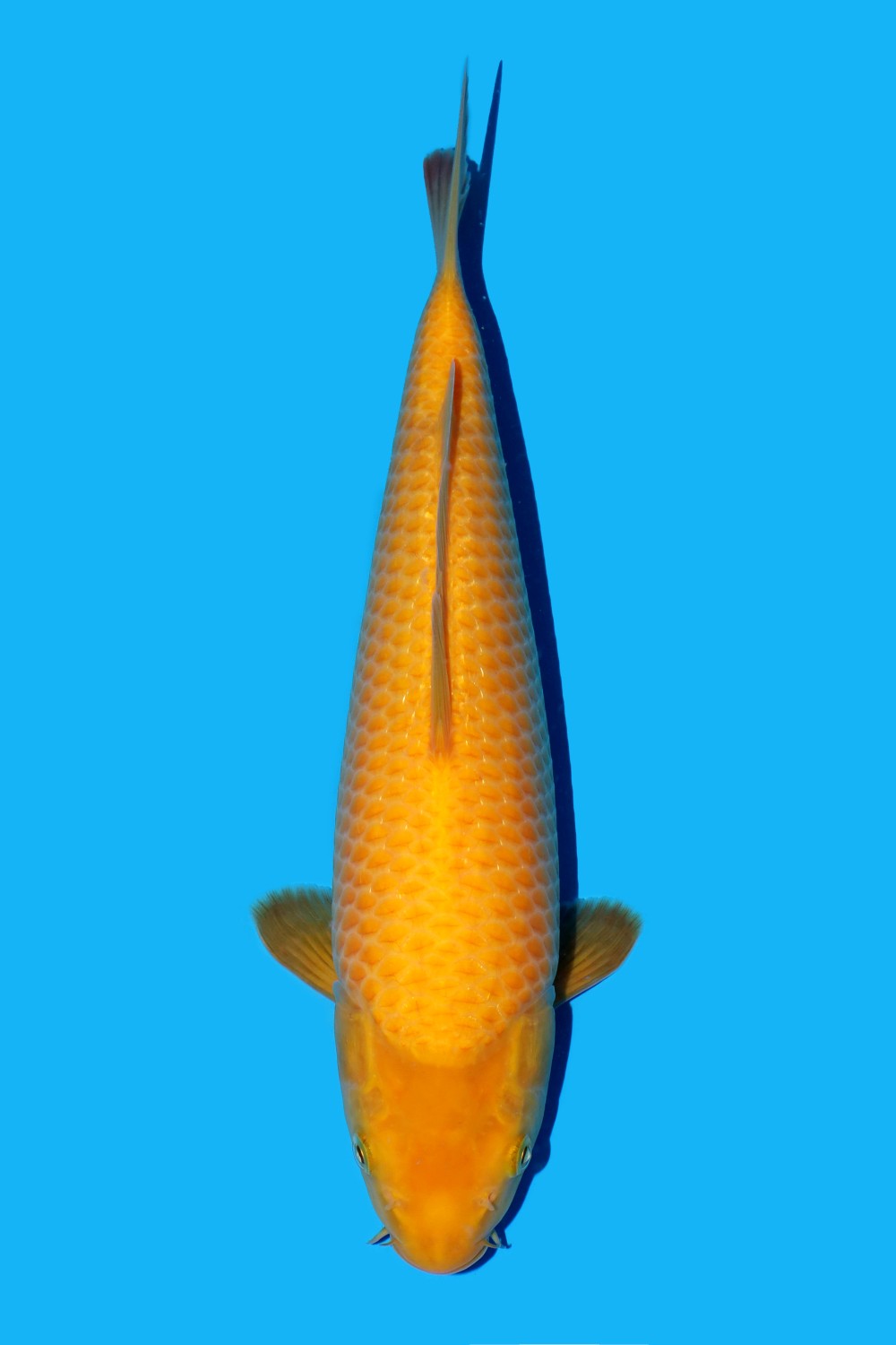 Juara 2