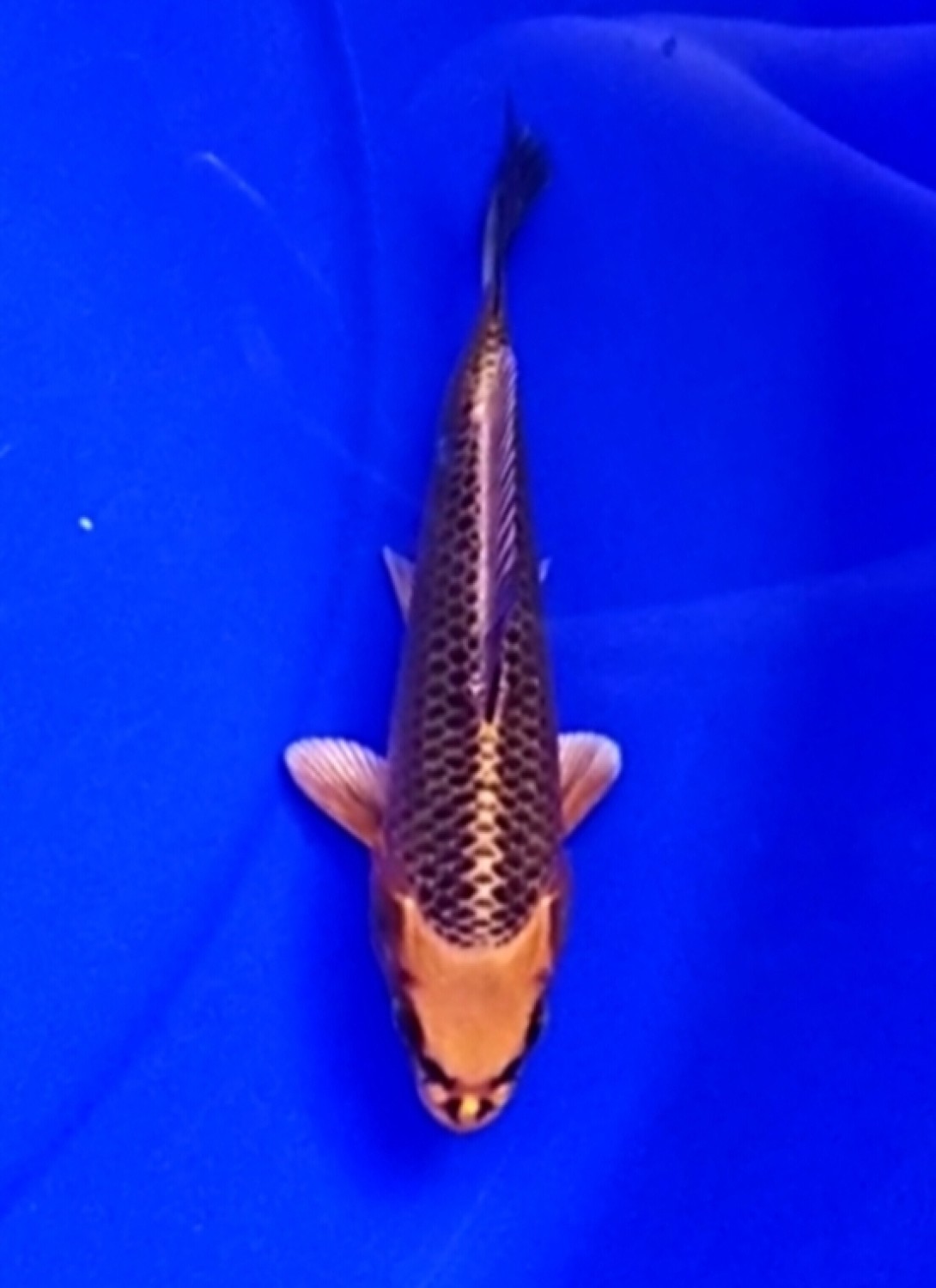 Juara 4