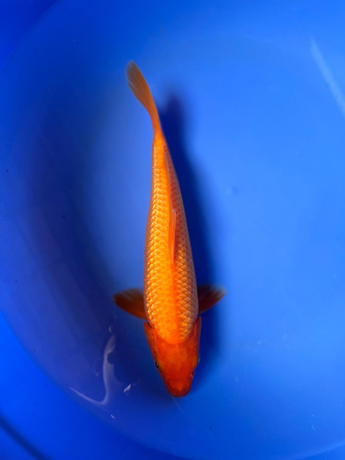 Best In Size E 21 - 25 cm