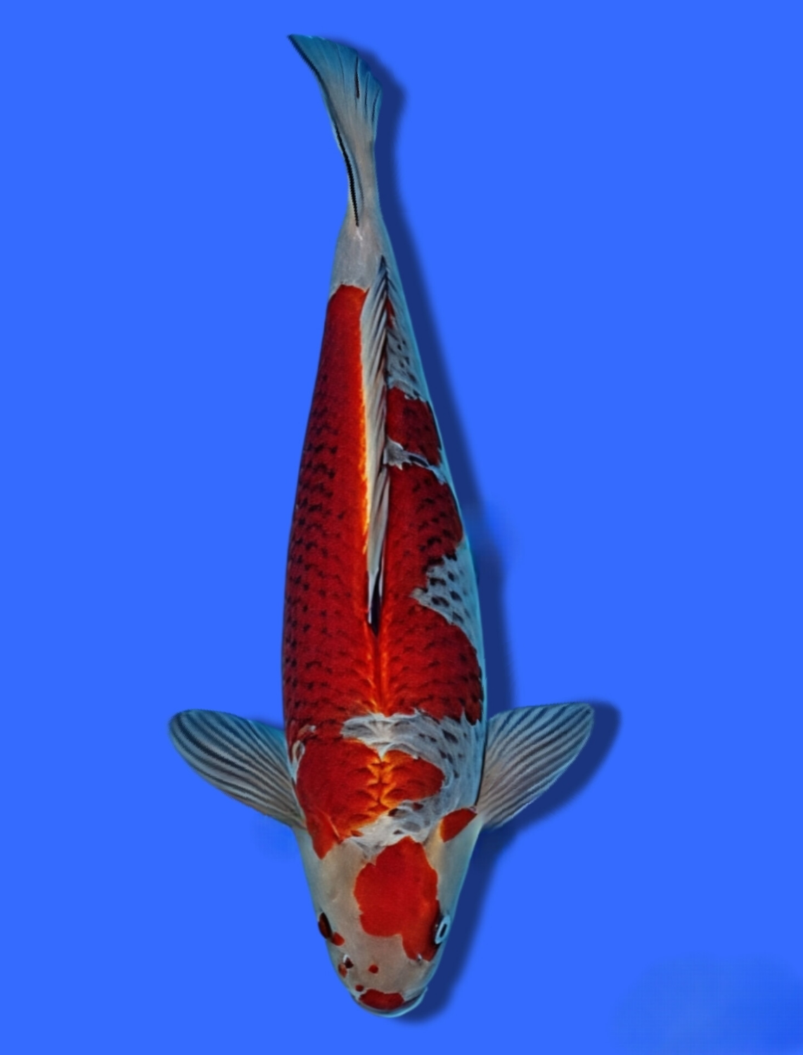 Juara 3