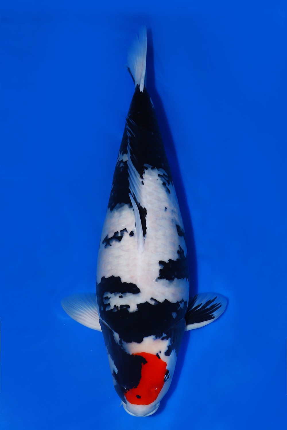 Juara 1