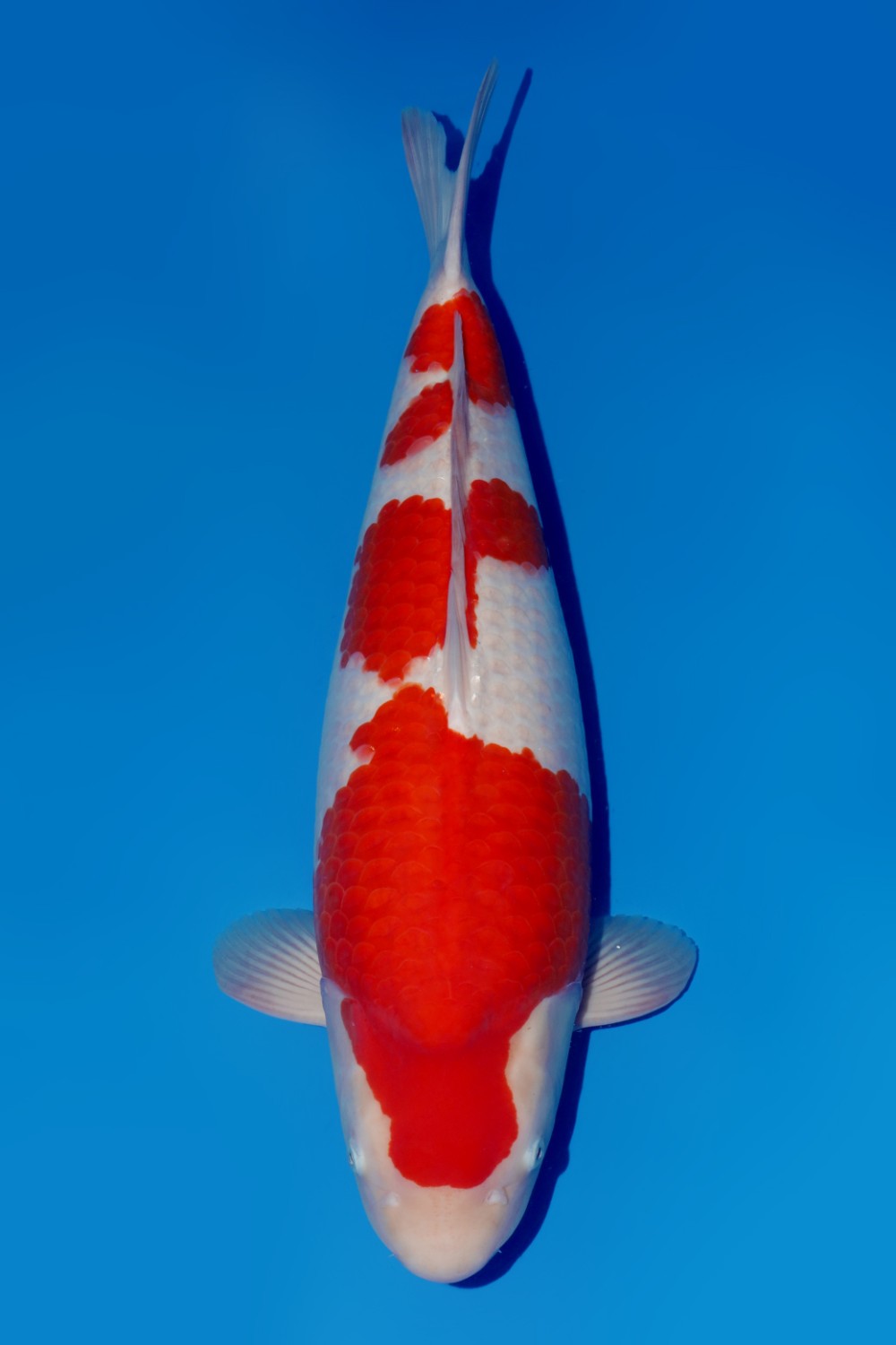 Juara 2