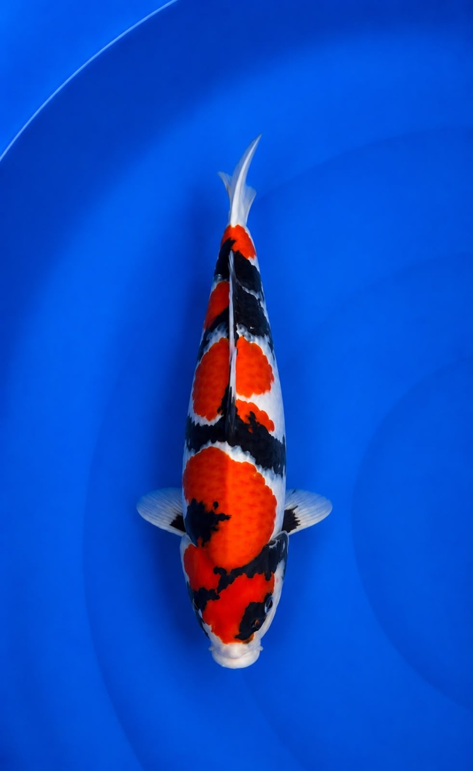 Juara 5
