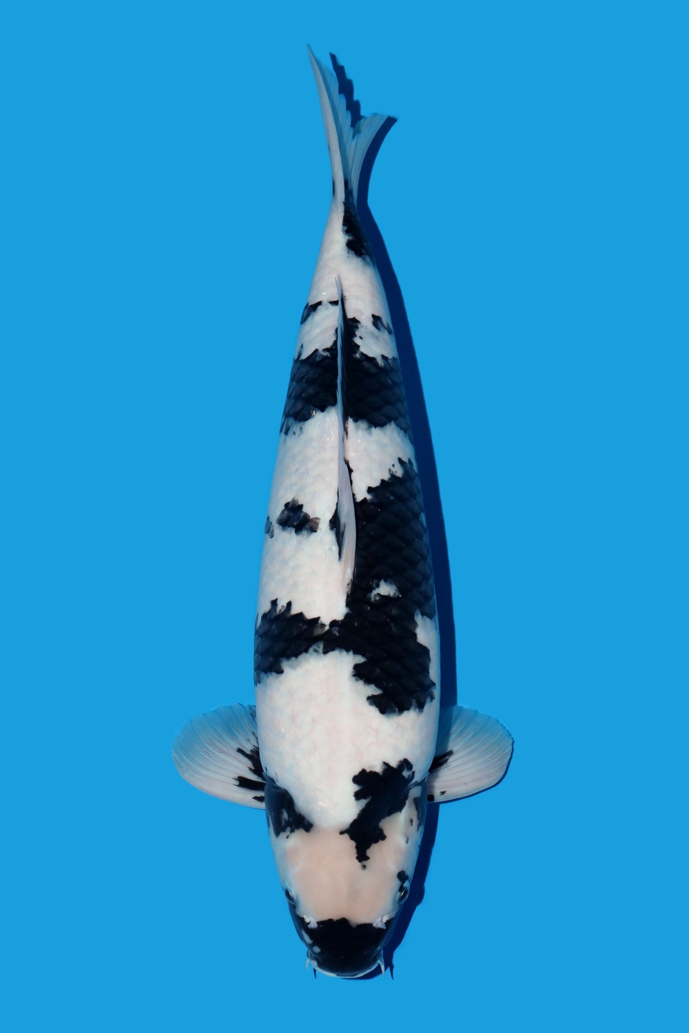 Best In Size B 51 - 55 cm