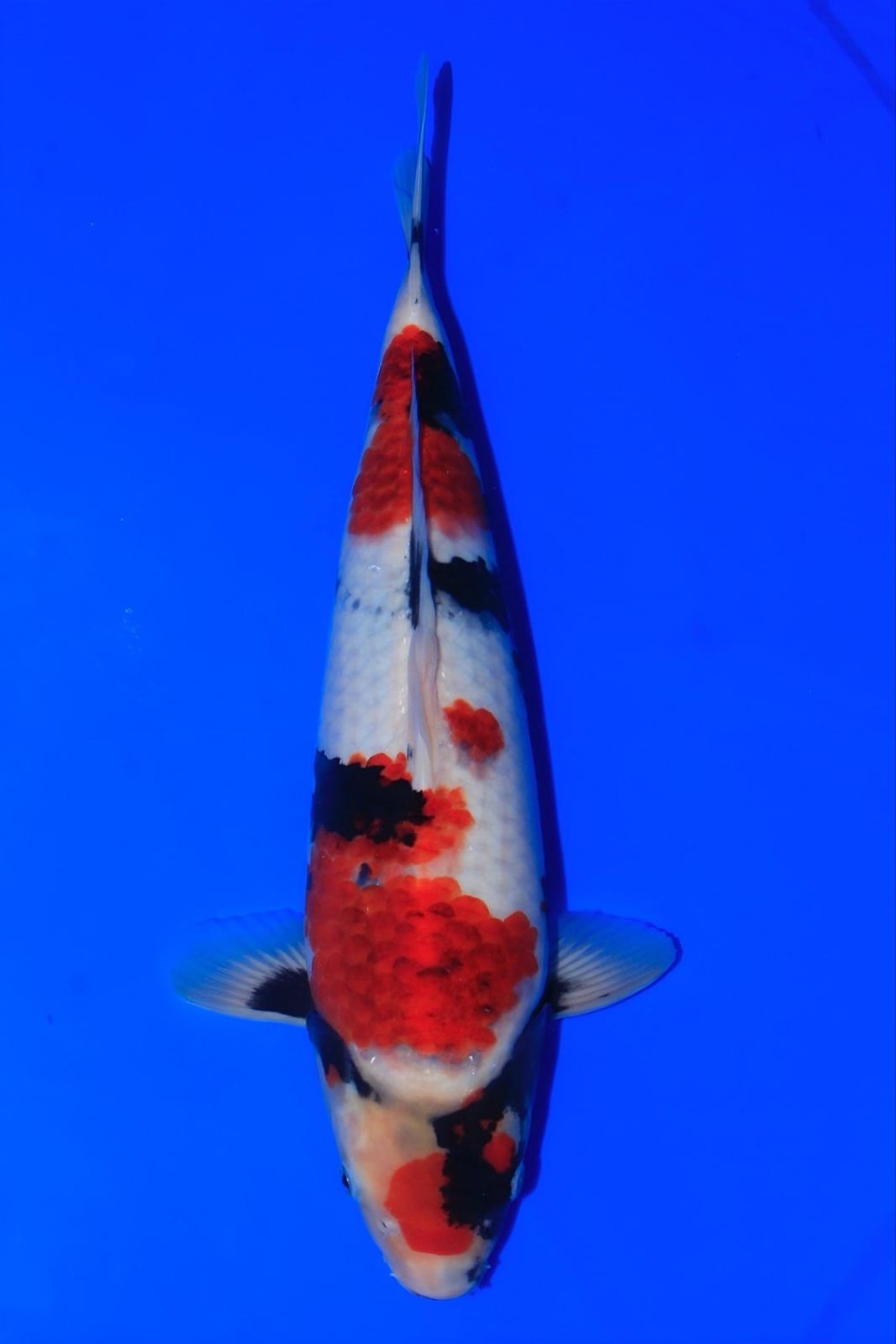 Juara 2