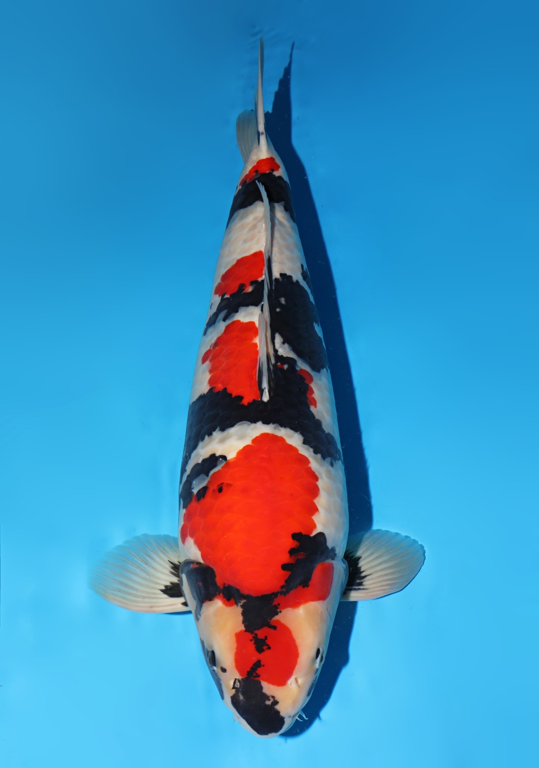 Juara 1