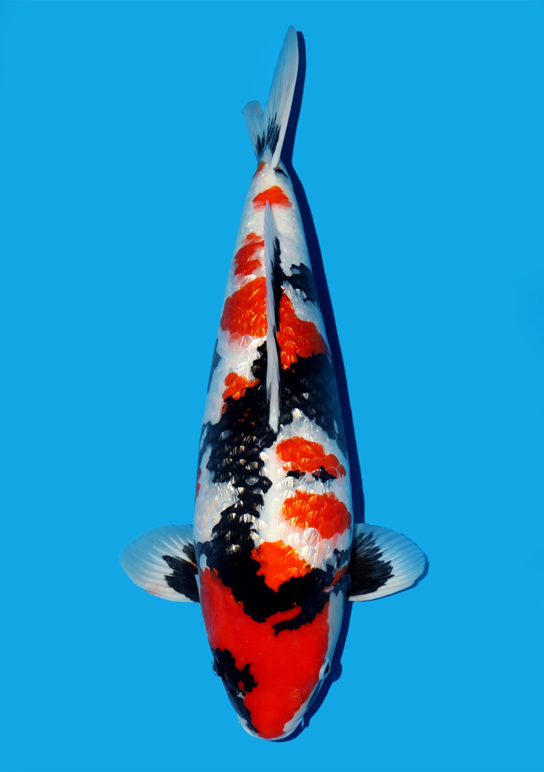 Ikan Koi Kinginrin A
