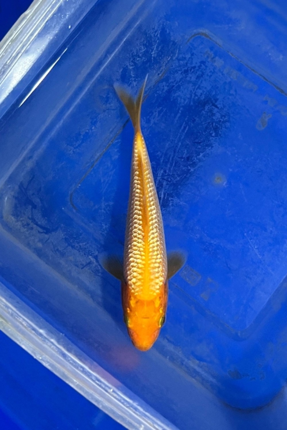 Juara 2